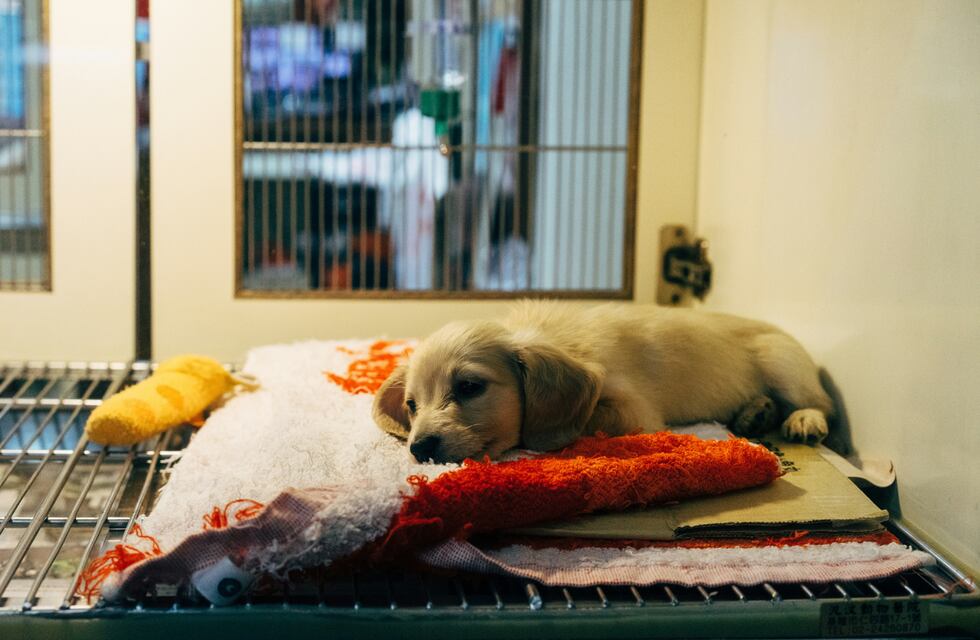 Clausuraron veterinarias de Córdoba y secuestraron productos zooterápicos