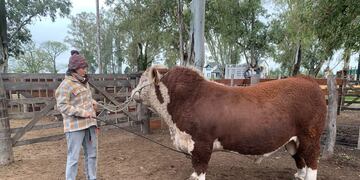 Estudiar Medicina Veterinaria en Gualeguaychú: una carrera gratuita de la UNER