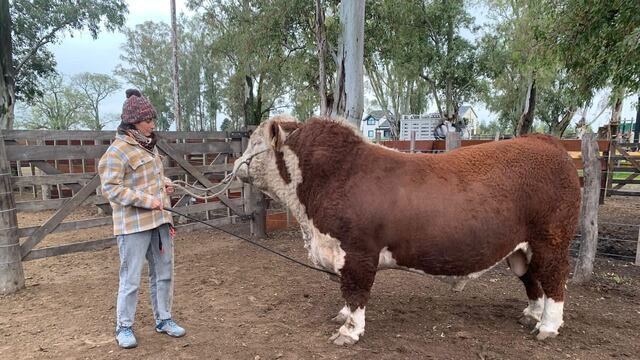 Estudiar Medicina Veterinaria en Gualeguaychú: una carrera gratuita de la UNER