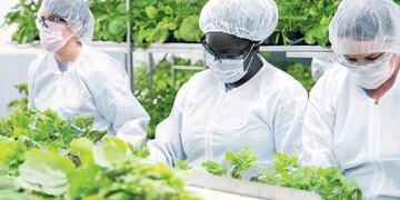 Medicago realizó una vacuna fabricada en una planta