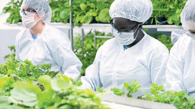 Medicago realizó una vacuna fabricada en una planta