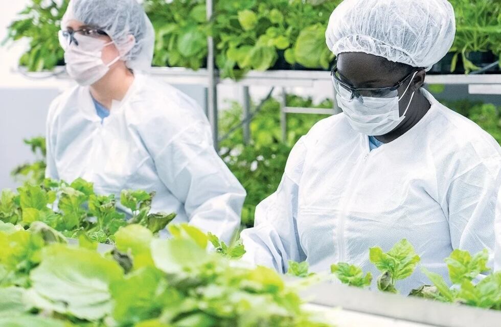 Una nueva vacuna hecha en una planta será testeada en Argentina