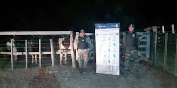 Operativo del CPR de Tres Arroyos por animales sueltos en la vía pública