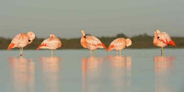 Hoy se registran más de 350 especies de aves en la laguna. (Turismo de Miramar)