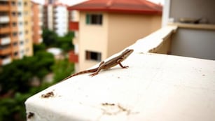 Qué significa la presencia de lagartijas y salamanquesas en el hogar, según el Feng Shui.