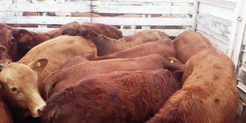 Andresito es referente de la vacunación de los rodeos contra la aftosa y la brucelosis.