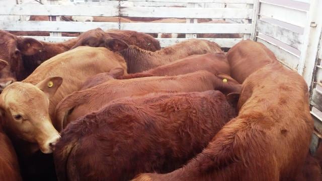 Andresito es referente de la vacunación de los rodeos contra la aftosa y la brucelosis.