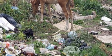 Animales sueltos y microbasurales a la vera de la Ruta 88