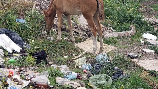 Animales sueltos y microbasurales a la vera de la Ruta 88
