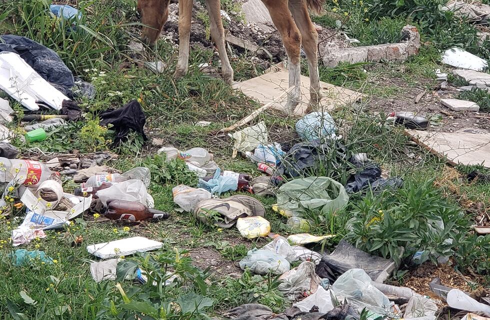 Denuncian la presencia de caballos sueltos en la ruta 88