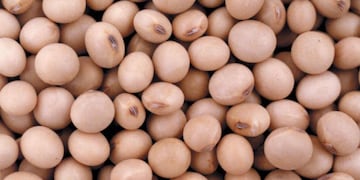 Un plato con porotos en lugares estratégicos del hogar es uno de los rituales más recomendados del Feng Shui para atraer abundancia.