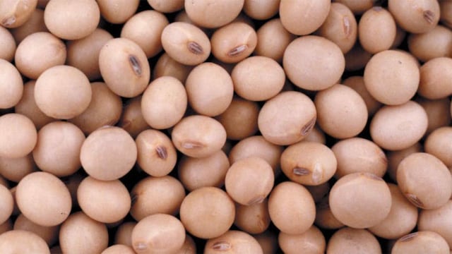 Un plato con porotos en lugares estratégicos del hogar es uno de los rituales más recomendados del Feng Shui para atraer abundancia.