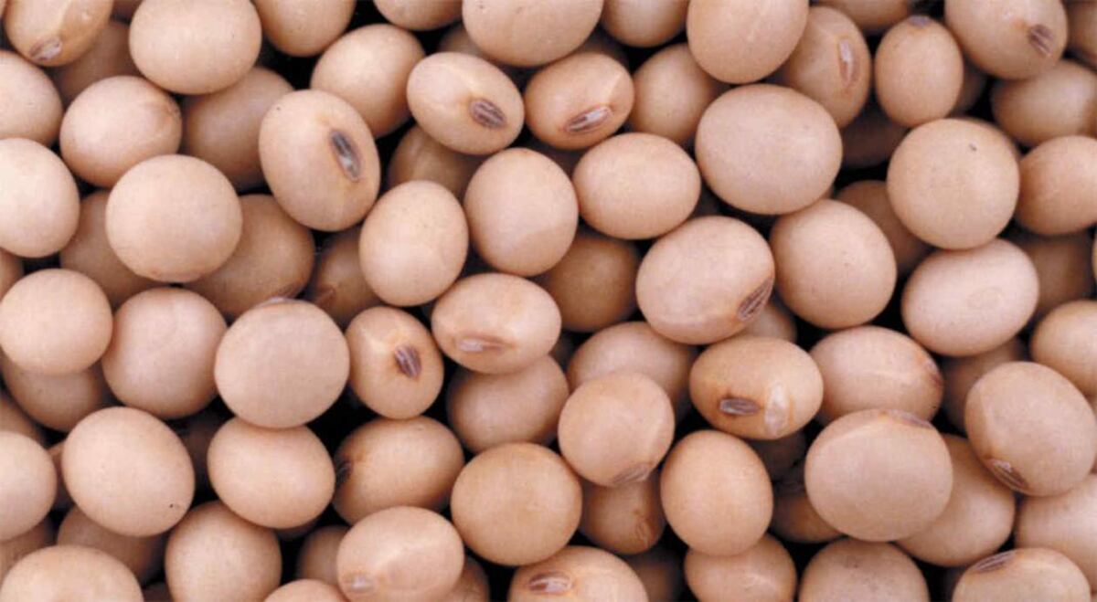 Por qué hay que colocar un plato con porotos para atraer la abundancia, según el Feng Shui