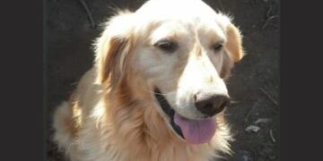 China, una de las mascotas envenenadas en calles de Mattaldi.