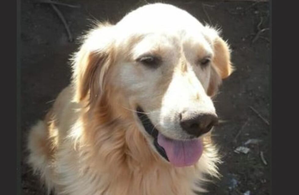 Mattaldi: indignación por ola de envenenamiento de perros