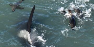 Así fue el espectáculo de las orcas en la Reserva Punta Bermeja.