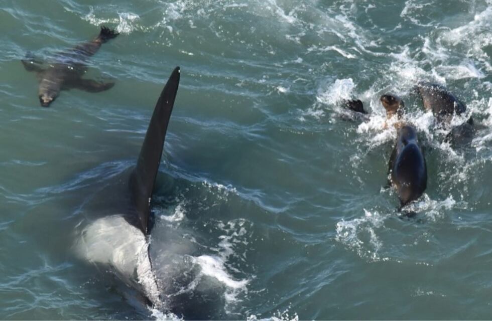 Las orcas aparecieron en la Reserva Faunística Punta Bermeja y dieron un espectáculo natural increíble