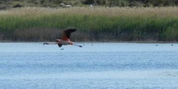 La Asamblea Maipucina por el Agua denunció venta ilegal de lotes en la Laguna La Paloma de Maipú.