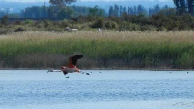 La Asamblea Maipucina por el Agua denunció venta ilegal de lotes en la Laguna La Paloma de Maipú.