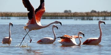 El ejemplar de flamenco austral tenía sangre en las patas pero estaba en buen estado de salud (Foto ilustrativa / Gobierno de Córdoba)
