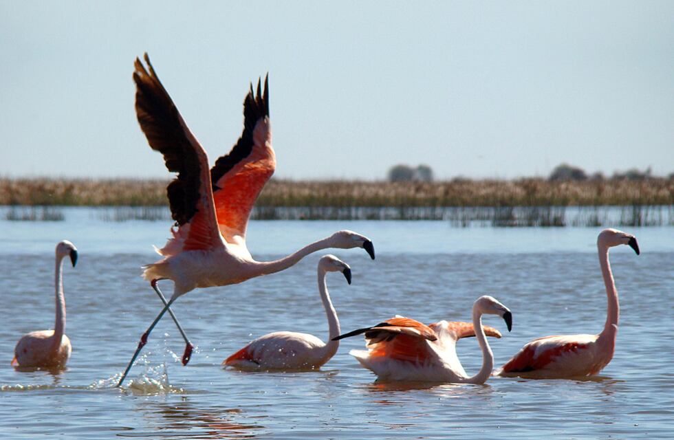 La Policía Ambiental rescató a un flamenco rosado encontrado en las Sierras Chicas