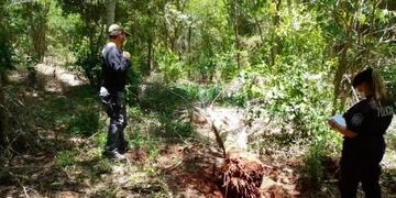 Interceptan y secuestran ejemplares de palmeras nativas en Capioví.