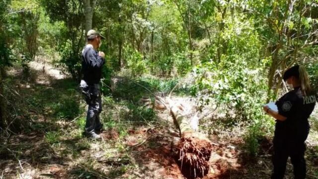 Interceptan y secuestran ejemplares de palmeras nativas en Capioví.