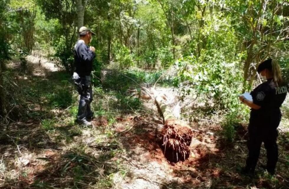 Interceptan y secuestran ejemplares de palmeras nativas en Capioví