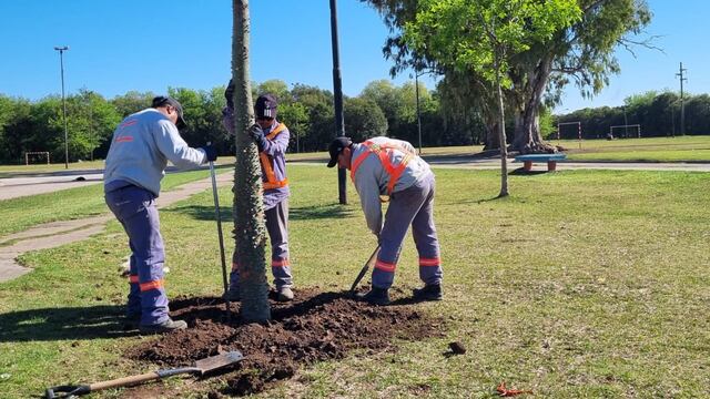 Forestación en Rafaela