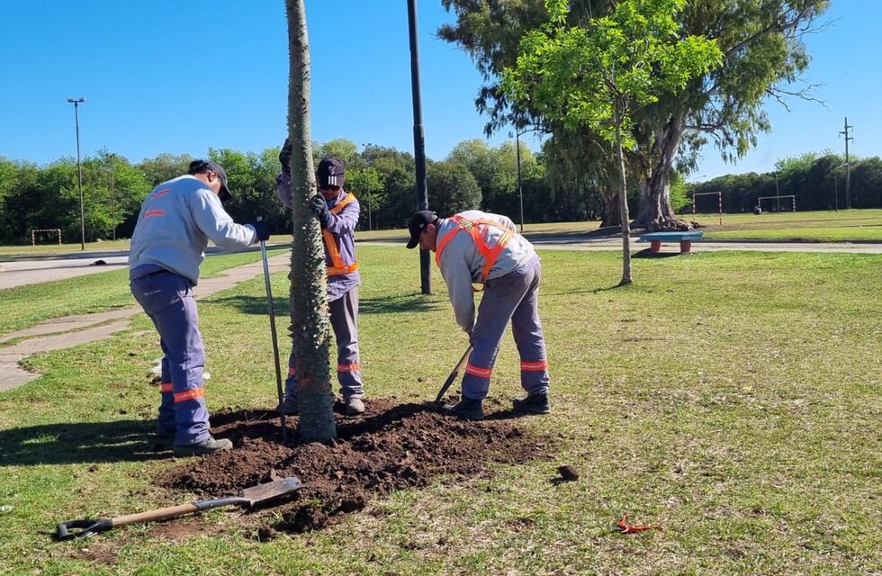 Forestación en Rafaela: colocaron 48 ejemplares crecidos en 5 plazas