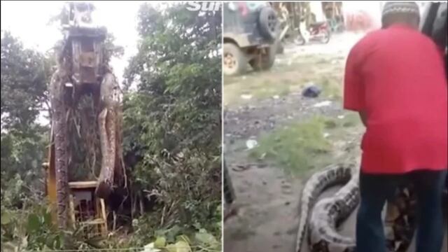 La criatura gigante media al menos cuatro metros y debió ser levanta con una grúa