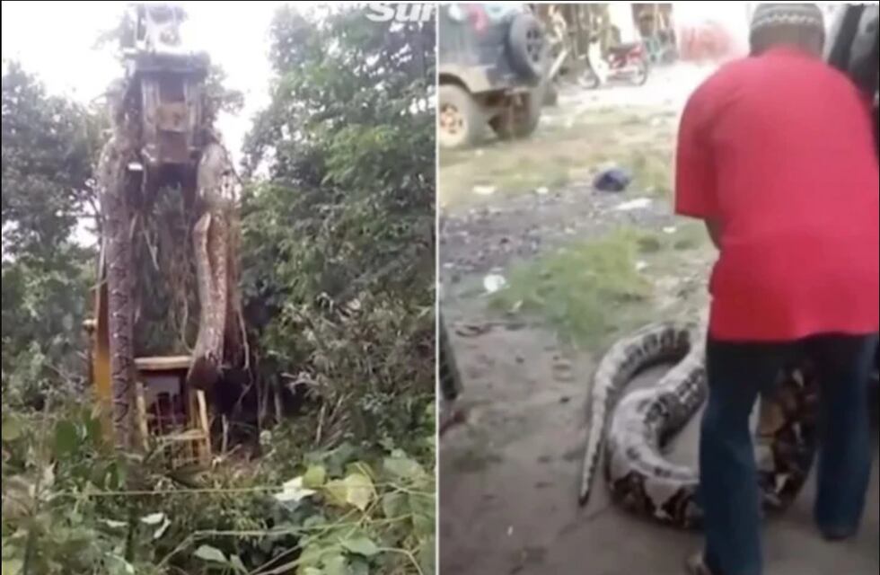 Viral: encontraron la serpiente más grande del mundo y la tuvieron que levantar con una grúa
