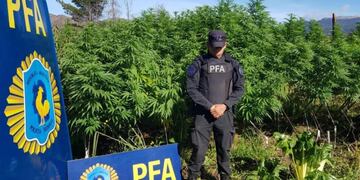 Gracias a varios allanamientos en distintas localidades de Chubut, descubrieron tres campos de marihuana.