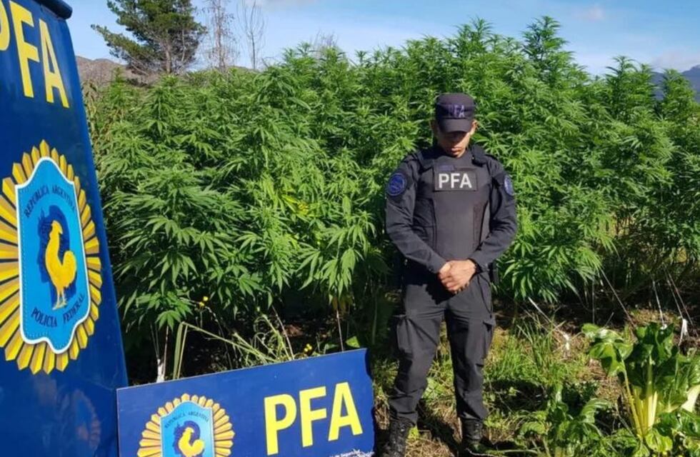 Luego de varios allanamientos en Chubut, la policía descubrió tres campos de marihuana