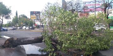 La caída de un árbol genera caos en el tránsito de Córdoba.