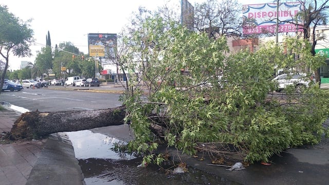 La caída de un árbol genera caos en el tránsito de Córdoba.
