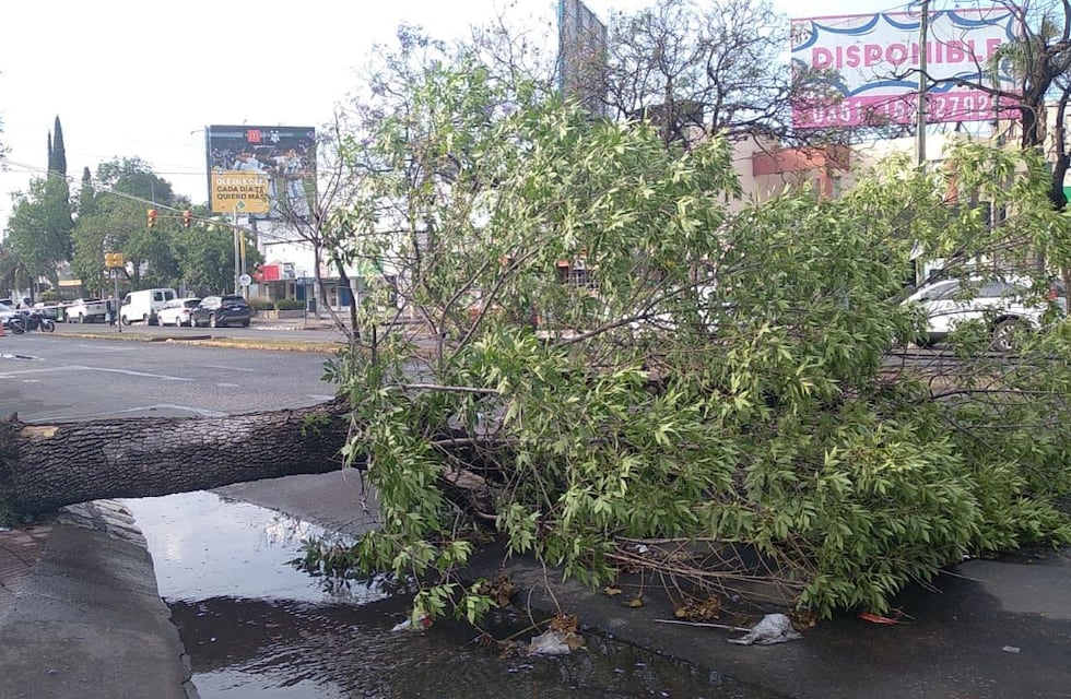 Córdoba: un enorme árbol cayó en barrio Cerro de Las Rosas y complica el tránsito