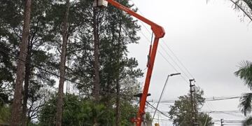 Puerto Iguazú: realizan mejoras en las líneas de tendido eléctrico.