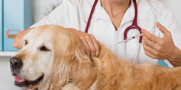 Abierta las inscripciones de las vacunaciones gratuitas de perros y gatos.