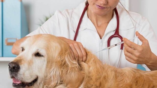 Abierta las inscripciones de las vacunaciones gratuitas de perros y gatos.