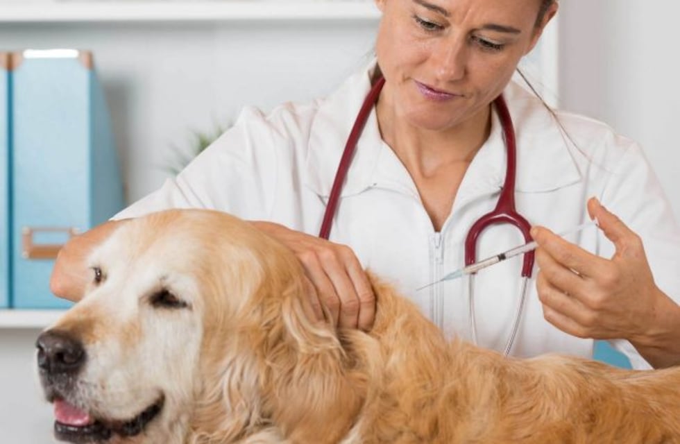 Tolhuin: Jornada gratuita para perros y gatos