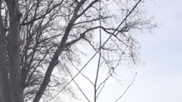 Soldini plantó árboles en el camino que va hacia el cementerio (Facebook Comuna de Soldini)