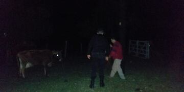 Frustran intento de robo de ganado en 25 de Mayo.