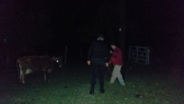 Frustran intento de robo de ganado en 25 de Mayo.