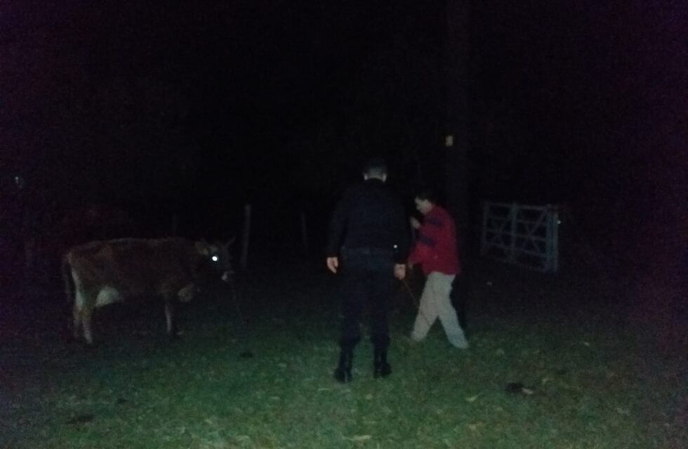 Frustran intento de robo de ganado en 25 de Mayo