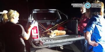 Un puma fue rescatado en la Ruta 9