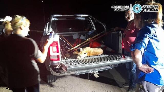 Un puma fue rescatado en la Ruta 9