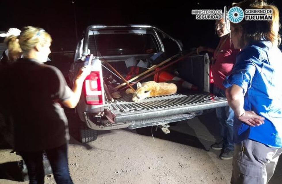 Un puma fue rescatado en la Ruta 9