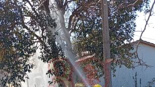 Cable de media tensión provoca incendio de un árbol en Mayu Sumaj