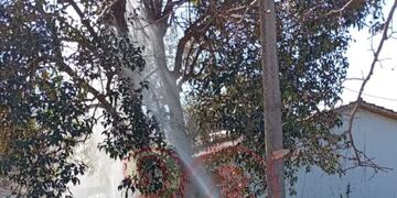 Cable de media tensión provoca incendio de un árbol en Mayu Sumaj